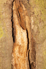 bark of a tree