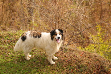 Tornjak, Bosnian and Herzegovinian – Croatian Shepherd dog