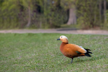 Ruddy shelduck in the grass, selective focus