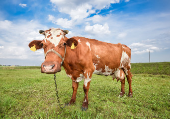 Fototapeta na wymiar Cow grazing on the background of bright green field. Funny cow on cow farm. Young red and white spotted calf staring at the camera. Curious, amusing cow and natural background