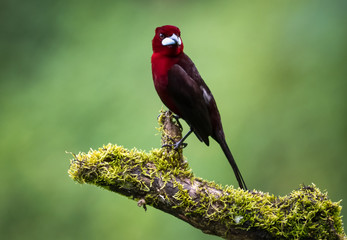A Silver-beaked Tanager, Ramphocelus carbo, bird perched on a mossy branch in the rainforest of Trinidad and Tobago.