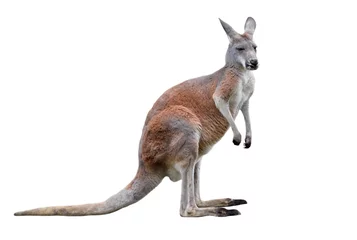 Fototapeten Männliches Känguru lokalisiert auf weißem Hintergrund. Großes Känguru in voller Länge. © esvetleishaya
