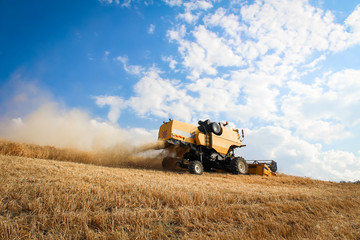 Fototapeta premium wheat harvest and clear blue sky