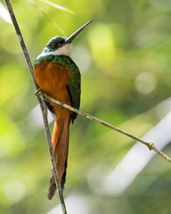 A Rufous-tailed Jacamar, Galbula ruficauda, perching on a branch in the rainforest with sunlight...