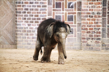 Kleiner Elefant - Powered by Adobe