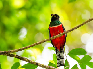 A colorful Collared Trogon bird, Trogon collaris, with red green and white feathers perched in the...