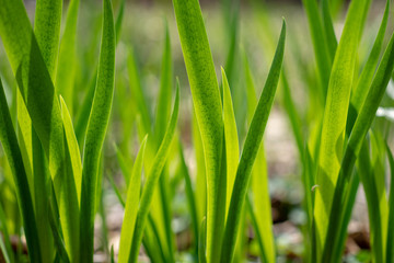 pattern of green vertical leaves in the spring