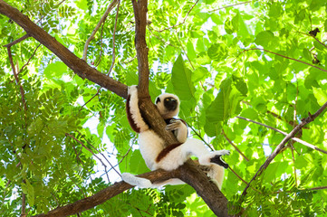 Lemur