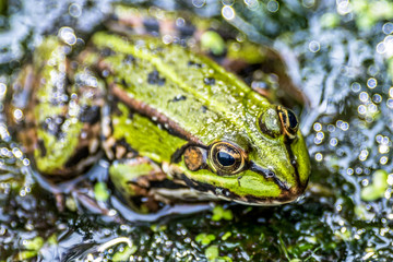 Ein Teichfrosch