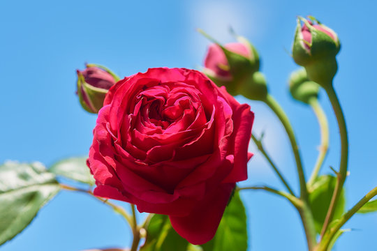 「ピエール」の写真素材 115件の無料イラスト画像 Adobe Stock