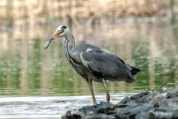 Graureiher mit einem Fisch