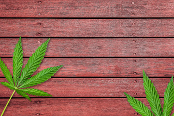 Obraz premium Cannabis or hemp leaves on old red wooden table
