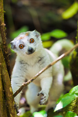 Lemur