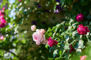 薔薇　ナエマ ＆ ルージュ・ピエール・ドゥ・ロンサール