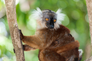 Lemur