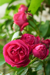 薔薇　ルージュ・ピエール・ドゥ・ロンサール