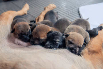 Close up Newborn puppies sucking milk from their mother dog