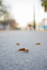 Fall