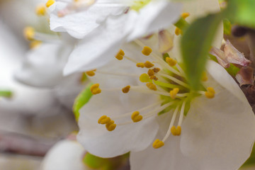 Fototapeta na wymiar the blossoming flowers of fruit-trees in the spring. macro