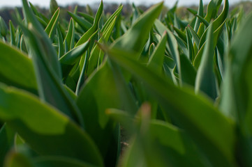 plantation of undisturbed tulips