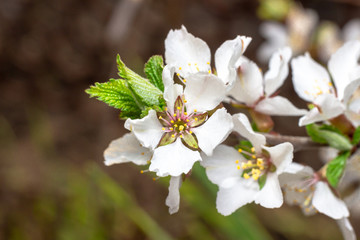 the blossoming flowers of fruit-trees in the spring. macro