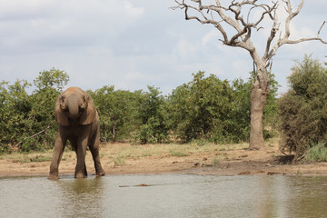 Afrikanischer Elefant / African elephant / Loxodonta africana