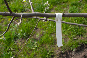 Fototapeta premium young tree seedlings