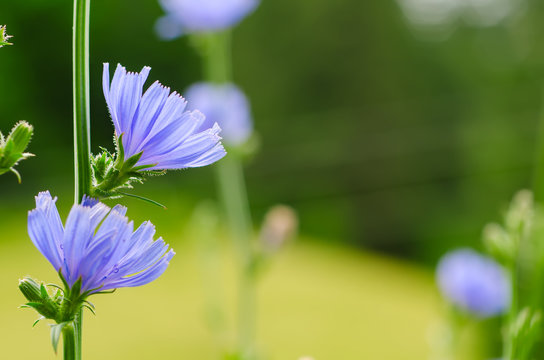 Chicory flower in nature