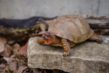 Box turtle in the woods