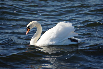 Swan In Dark Water