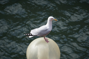 Seagull Perched On Lamp