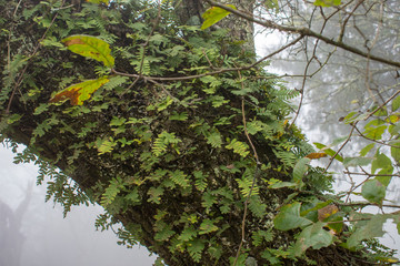 Moss