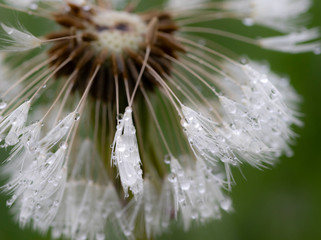 Löwenzahn im Regen