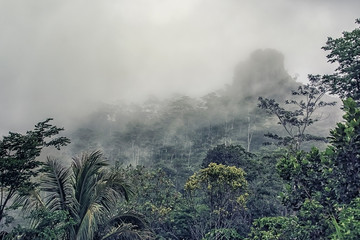 Deep rainforest in Java Indonesia