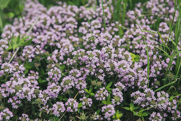 Thymus with flowers