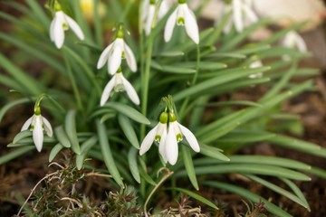 Spring flowering. Snowdrops in the park. Slovakia	