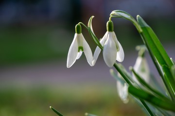 Spring flowering. Snowdrops in the park. Slovakia	