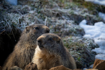 Marmottes