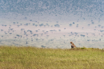 Cheetah in the grass of the Masai Mara