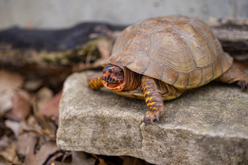 Box turtle in the woods