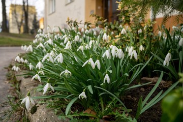 Spring flowering. Snowdrops in the park. Slovakia	