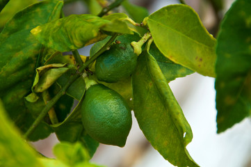 Close up of two young key limes growing on tropical fruit tree surrounded by green and yellow leaves.