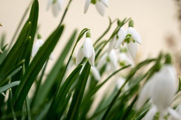 Spring flowering. Snowdrops in the park. Slovakia	