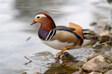 Mandarin duck on the lake in England