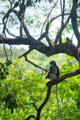 Dusky Langur Monkey sitting on the tree branch in the forest.