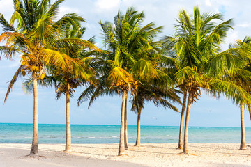 Coconut palm trees by the sea in Crandon Park in Key Biscayne