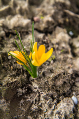 Crocus flowers starting to bloom in a garden