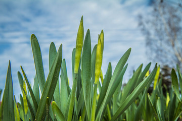 Crocus flowers starting to bloom in a garden