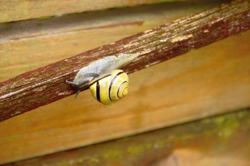 Ślimak w deszczu © Iwona