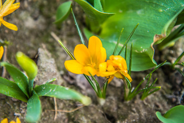 Obraz premium Crocus flowers starting to bloom in a garden
